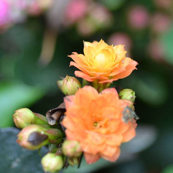 DSC_0274 DSC_0274