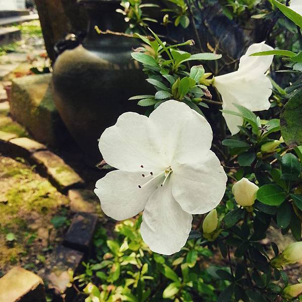 杜鵑 杜鵑