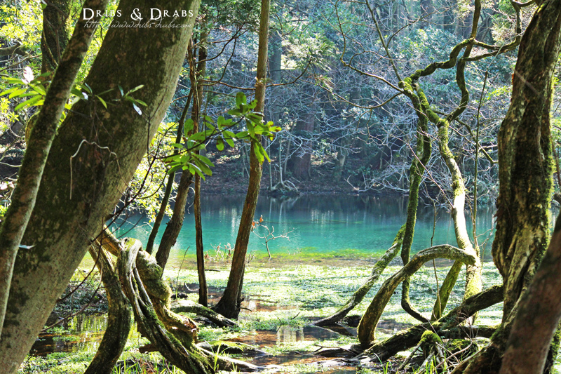 日本東北山形秘境 丸池樣 擁有寶石綠的夢幻之池 美到不行的仙境 Dribs Drabs 點點滴滴 痞客邦 日本東北山形秘境 丸池樣 擁有寶石綠的夢幻之池 美到不行的仙境 Dribs Drabs 點點滴滴 痞客邦