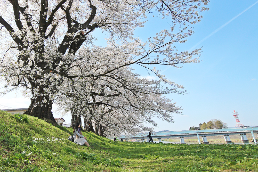 日本東北自助旅行11天完整行程表 青森秋田山形福島宮城 自駕開車路線 賞花行程表 Dribs Drabs 點點滴滴 痞客邦