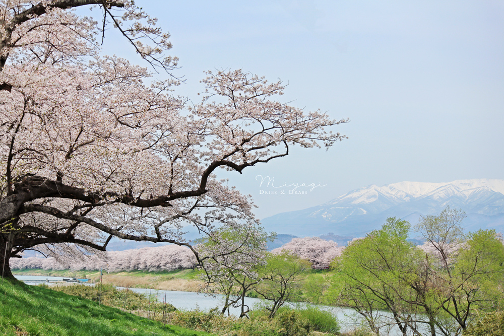 白石川堤一目千本櫻 與藏王連峰交織的絕景 連綿八公里的河畔櫻花大道 宮城櫻花名所 Dribs Drabs 點點滴滴 痞客邦