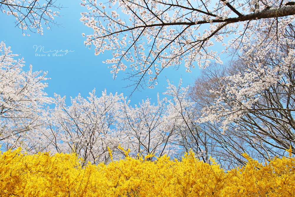 日本宮城繽紛春日的船岡城址公園 來此感受被櫻花包圍的幸福吧 櫻花名所百選 Dribs Drabs 點點滴滴 痞客邦 日本宮城繽紛春日的船岡城址公園 來此感受被櫻花包圍的幸福吧 櫻花名所百選 Dribs Drabs 點點滴滴 痞客邦