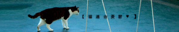 banner-cat