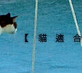 banner-cat