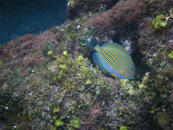 花面倒吊魚 (3)_調整大小 .JPG