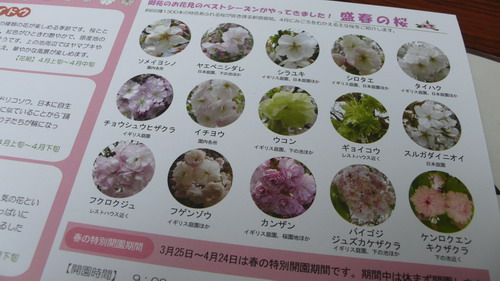 39 09東京 新宿御苑 花見 賞櫻 記 諾爸 諾媽與海膽君諾諾 ウニ 的三人生活 痞客邦