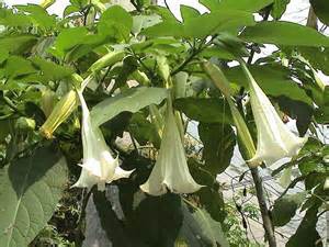 曼陀羅01 曼陀羅01