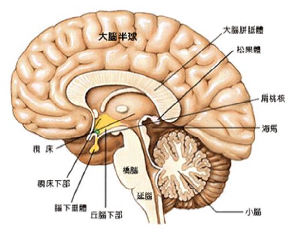 成人的身心壓力~提升正能量~擊退負能量