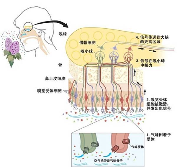 成人的身心壓力~提升正能量~擊退負能量