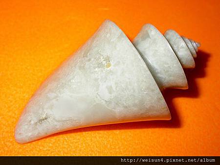 C0353_壽山石_旗降_海螺-2 C0353_壽山石_旗降_海螺-2