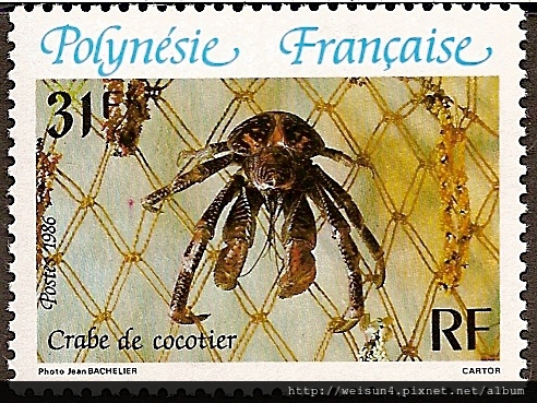 40-08_C1056-02_椰子蟹