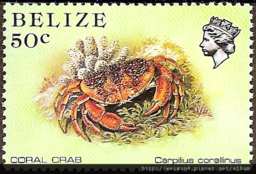 09-03_C1128_瓢蟹科_珊瑚瓢蟹 09-03_C1128_瓢蟹科_珊瑚瓢蟹