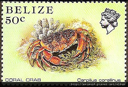 09-03_C1128_瓢蟹科_珊瑚瓢蟹 09-03_C1128_瓢蟹科_珊瑚瓢蟹