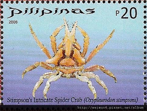 17-04_C1185-01_臥蛛蟹科_斯氏尖胸齒蟹 17-04_C1185-01_臥蛛蟹科_斯氏尖胸齒蟹
