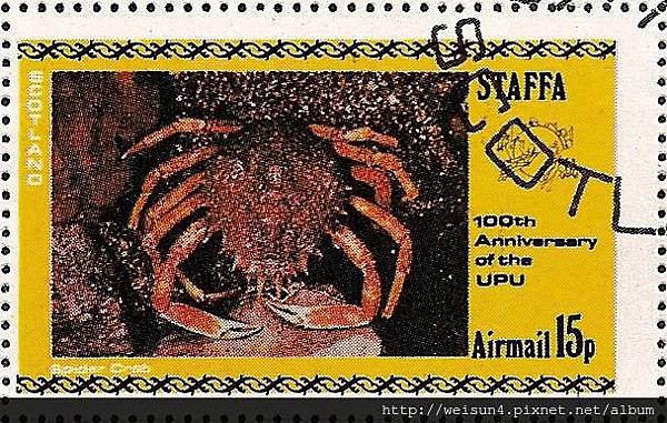 19-03_C1114-02_蜘蛛蟹科_合團蜘蛛蟹