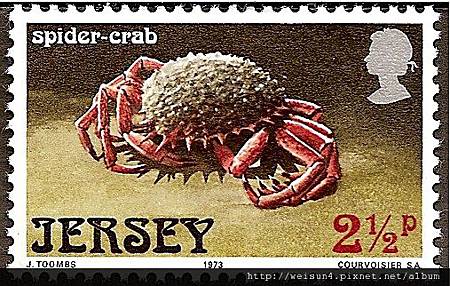 19-02_C1062_蜘蛛蟹科_合團蜘蛛蟹 19-02_C1062_蜘蛛蟹科_合團蜘蛛蟹