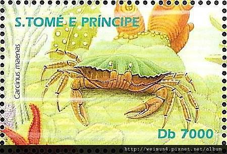 25-26_C0497-01_梭子蟹科_美娜斯濱蟹 25-26_C0497-01_梭子蟹科_美娜斯濱蟹