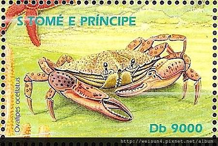 25-39_C0497-02_梭子蟹科_眼斑圓趾蟹 25-39_C0497-02_梭子蟹科_眼斑圓趾蟹