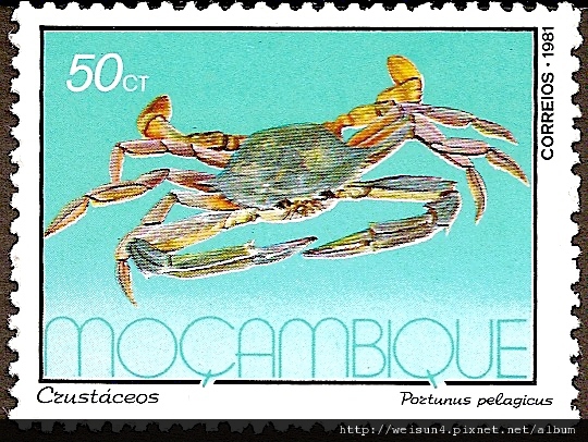 25-48_C0314-01_梭子蟹科_遠海梭子蟹