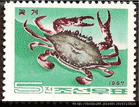 25-55_C0140-03_梭子蟹科_三疣梭子蟹 25-55_C0140-03_梭子蟹科_三疣梭子蟹