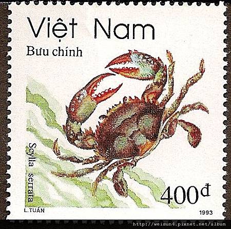 25-59_C0414-04_梭子蟹科_側手青蟹 25-59_C0414-04_梭子蟹科_側手青蟹