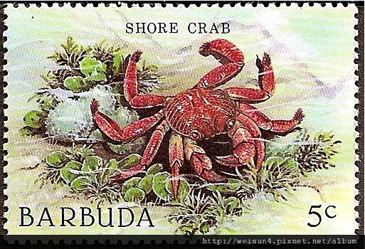 33-15_C1127_方蟹科_方蟹