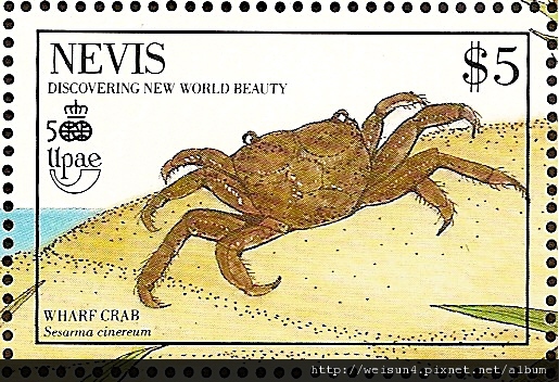 35-04_C0138-09_相手蟹科_灰色相手蟹