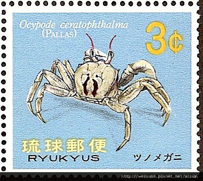 38-01_C0136-04_沙蟹科_角眼沙蟹 38-01_C0136-04_沙蟹科_角眼沙蟹