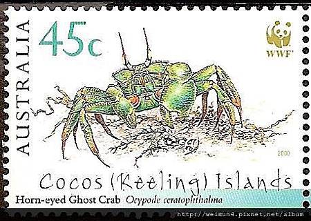 38-11_C0999-03_沙蟹科_角眼沙蟹 38-11_C0999-03_沙蟹科_角眼沙蟹