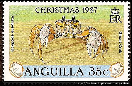 38-23_C0398-02_沙蟹科_方身沙蟹 38-23_C0398-02_沙蟹科_方身沙蟹