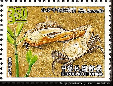 38-28_C0328-01_沙蟹科_北方招潮 38-28_C0328-01_沙蟹科_北方招潮