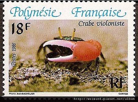 38-48_C1056-01_沙蟹科_粗腿招潮 38-48_C1056-01_沙蟹科_粗腿招潮