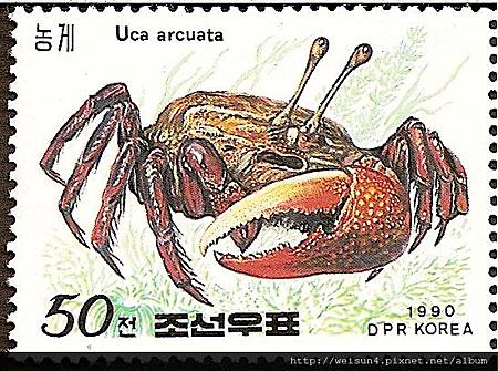 38-53_C0298-03_沙蟹科_弧邊招潮 38-53_C0298-03_沙蟹科_弧邊招潮