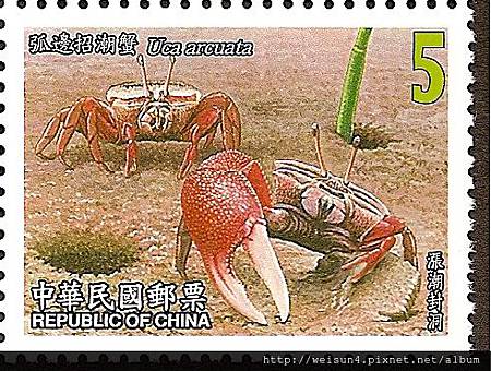 38-54_C0328-03_沙蟹科_弧邊招潮 38-54_C0328-03_沙蟹科_弧邊招潮