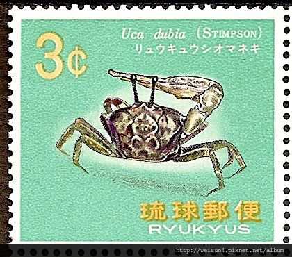 38-55_C0136-05_沙蟹科_窄招潮蟹 38-55_C0136-05_沙蟹科_窄招潮蟹