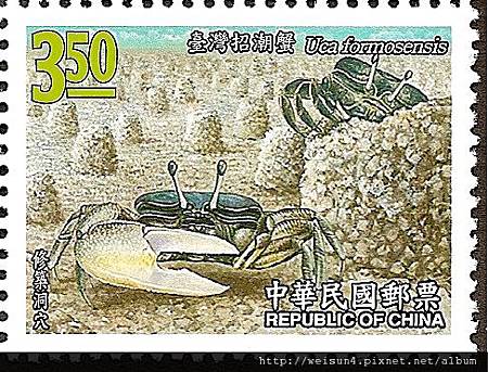 38-56_C0328-04_沙蟹科_台灣招潮 38-56_C0328-04_沙蟹科_台灣招潮