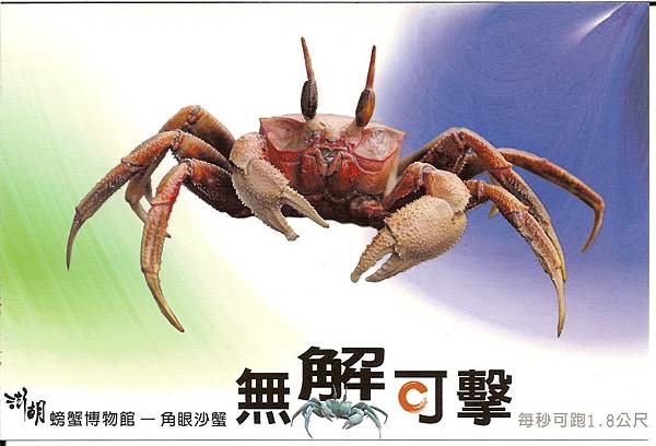 C0485_明信片_澎湖螃蟹博物館_角眼沙蟹