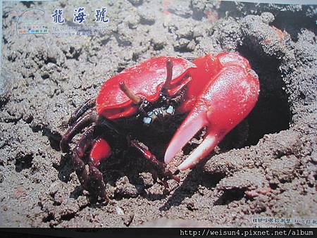 C0884_酷卡_紅豆招潮蟹_龍海號 C0884_酷卡_紅豆招潮蟹_龍海號
