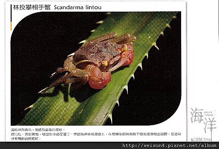 C1936_明信片_林投攀相手蟹_荒野保護協會 C1936_明信片_林投攀相手蟹_荒野保護協會