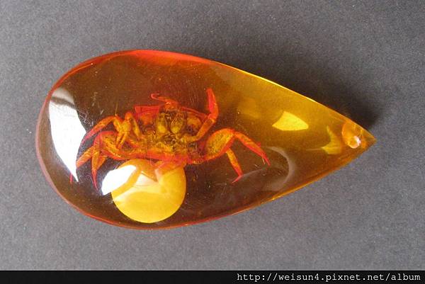 C0732_密臘螃蟹-2