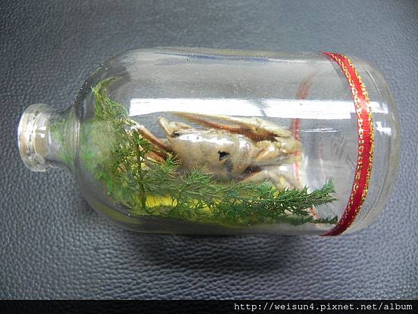 C1980_瓶中蟹_標本-2