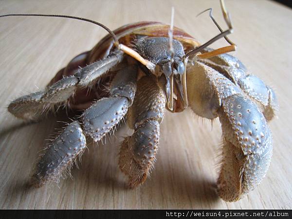 C0850_標本_寄居蟹(吳書和)-2