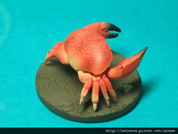 120_C1525_巨大擬濱蟹_生態造型圖館 120_C1525_巨大擬濱蟹_生態造型圖館