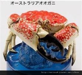 120_C1884_巨大擬濱蟹 120_C1884_巨大擬濱蟹
