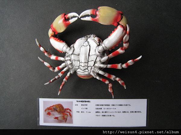 160_C1617_鈍額玉蟹(叛治靖郎)-2 160_C1617_鈍額玉蟹(叛治靖郎)-2