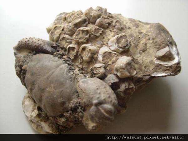 C0579_化石_螃蟹蚊蛤騰觳共生化石_印尼_2