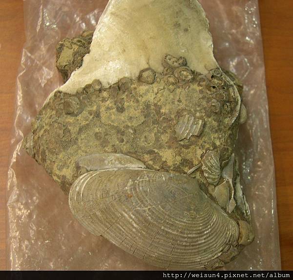 C0579_化石_螃蟹蚊蛤騰觳共生化石_印尼_3