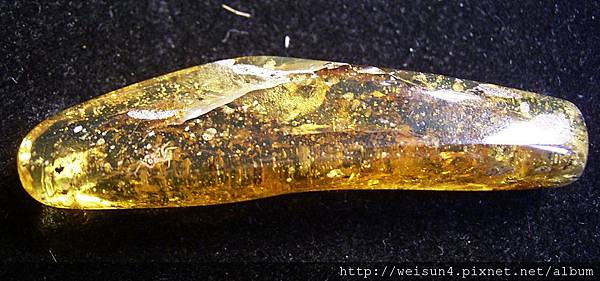 C1445_琥珀螃蟹_10