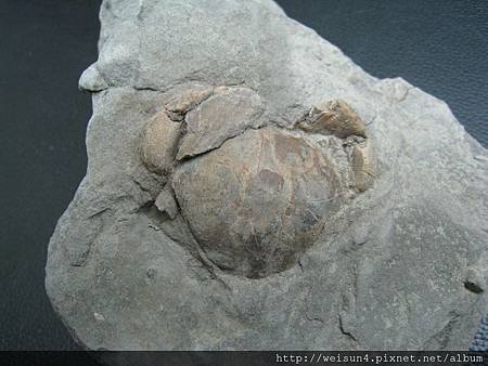 C1512_顆粒靜蟹化石_台中石岡 C1512_顆粒靜蟹化石_台中石岡