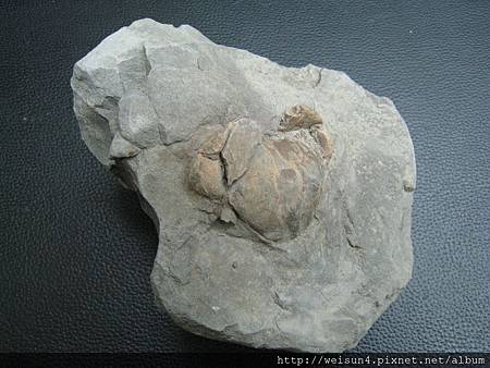 C1512_顆粒靜蟹化石_台中石岡_2 C1512_顆粒靜蟹化石_台中石岡_2